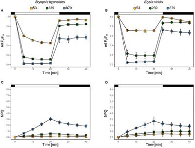 Photoprotective Non-photochemical Quenching Does Not Prevent Kleptoplasts From Net Photoinactivation